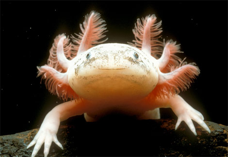 Axolotl