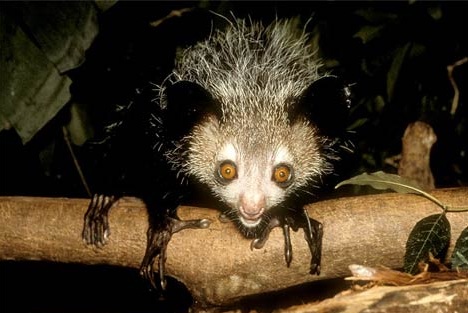 aye-aye