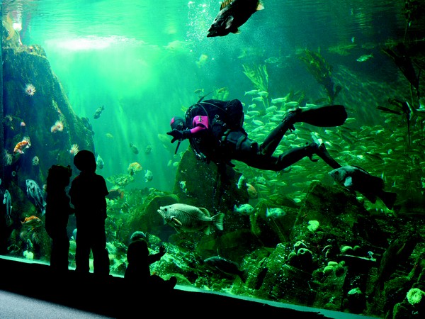 The Vancouver Aquarium