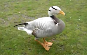 You are currently viewing The Happiest Duck in the World – video