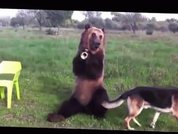 Dancing bear