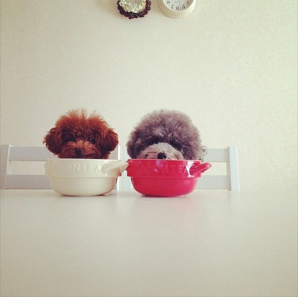 Dogs hiding in tea cups