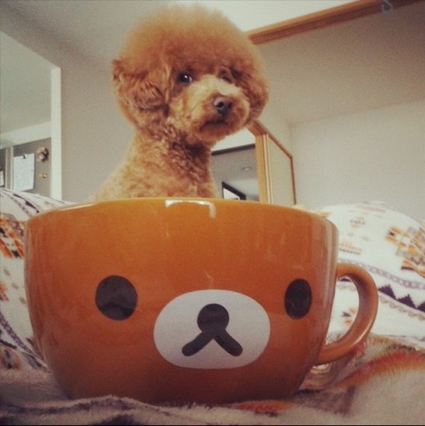 Dogs hiding in tea cups