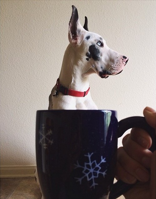 Dogs hiding in tea cups