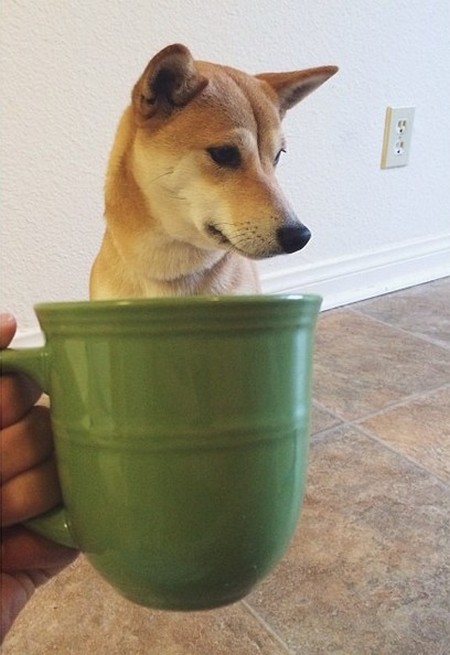 Dogs hiding in tea cups