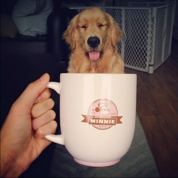 Dogs hiding in tea cups