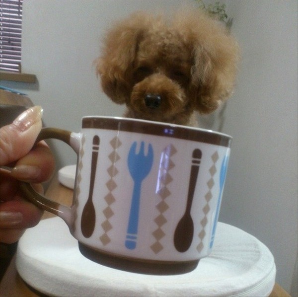 Dogs hiding in tea cups