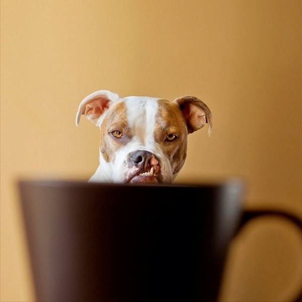 Dogs hiding in tea cups