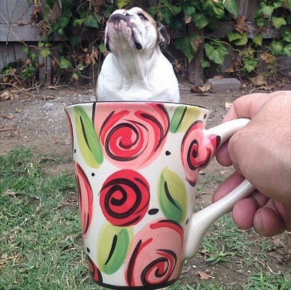 Dogs hiding in tea cups