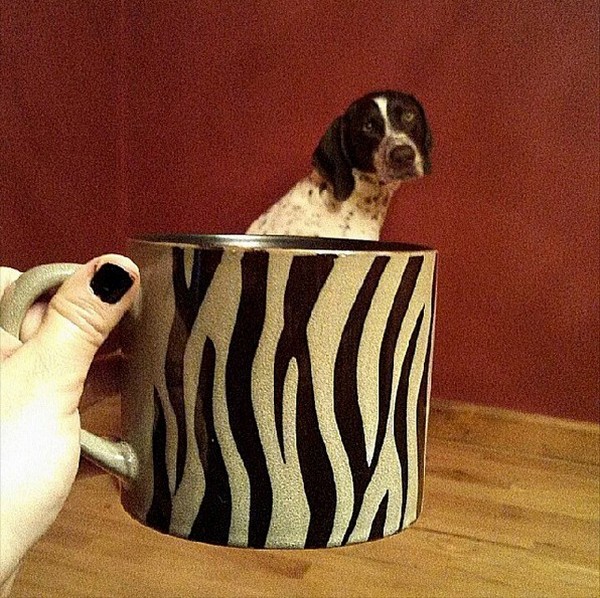 Dogs hiding in tea cups