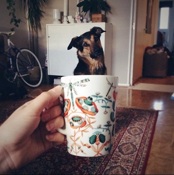 Dogs hiding in tea cups