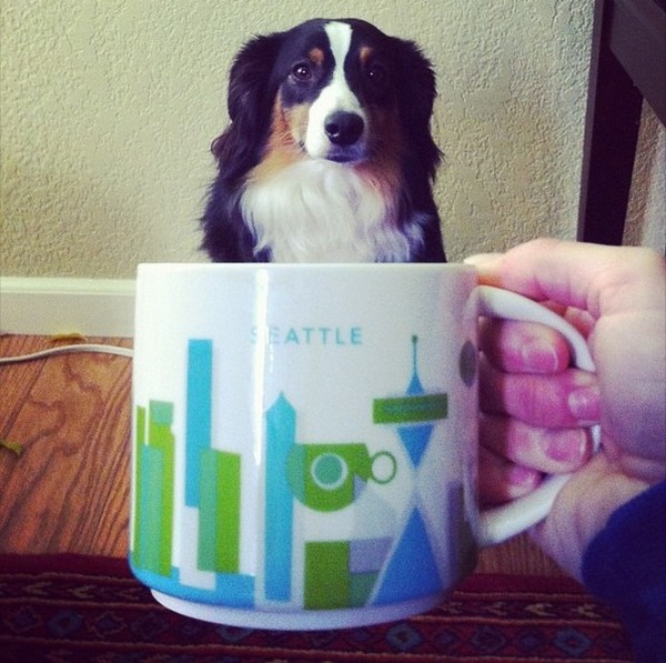 Dogs hiding in tea cups