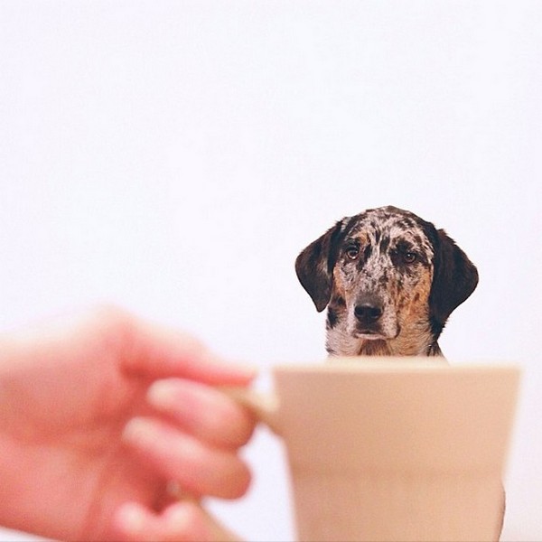 Dogs hiding in tea cups