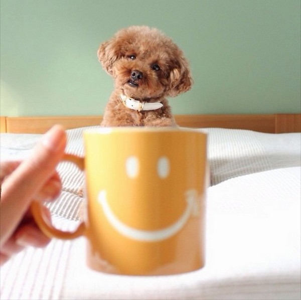 Dogs hiding in tea cups