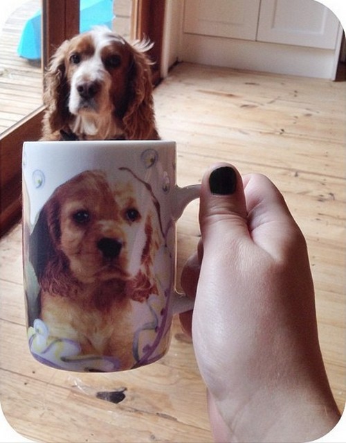 Dogs hiding in tea cups