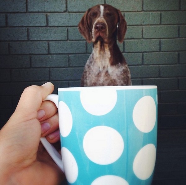 Dogs hiding in tea cups