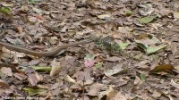 Snake swallows chameleon