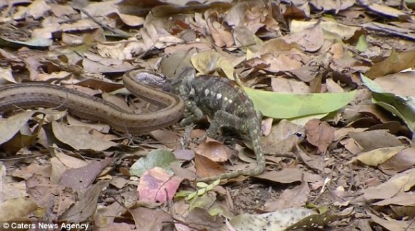 Snake swallows chameleon