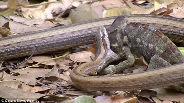 Snake swallows chameleon