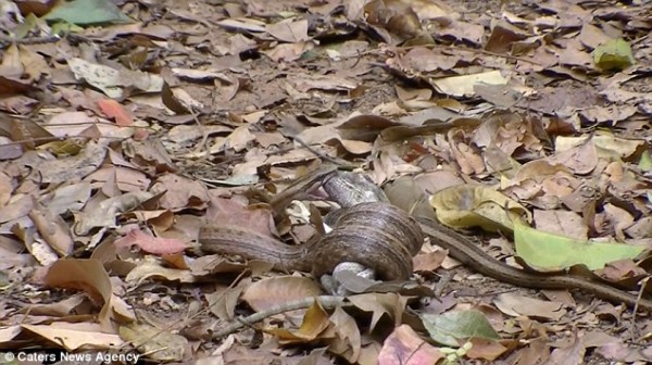 Snake swallows chameleon