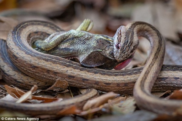 Snake swallows chameleon