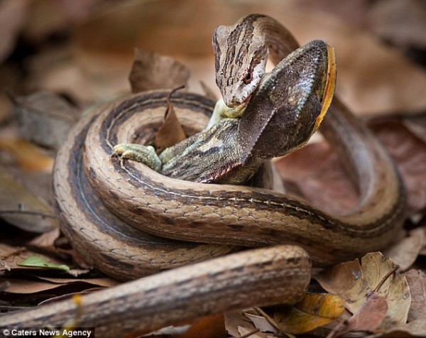 Snake swallows chameleon