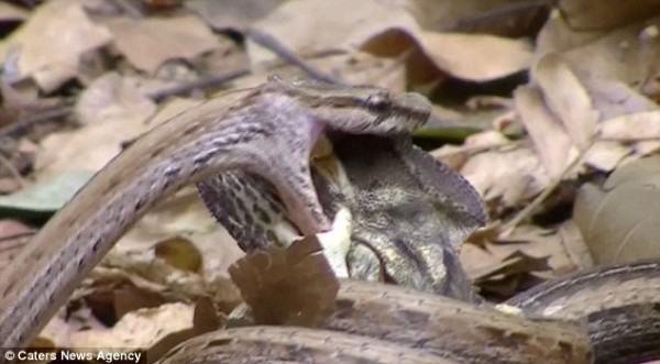 Snake swallows chameleon