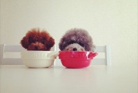 Dogs hiding in tea cups