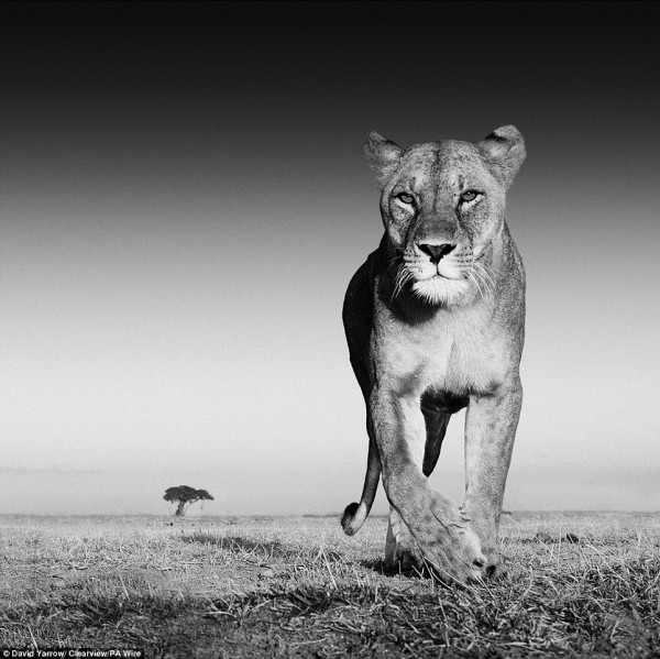 Face to face with animals by David Yarrow
