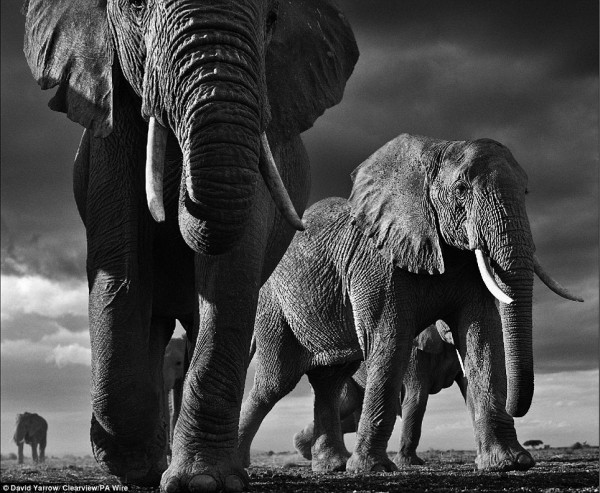 Face to face with animals by David Yarrow