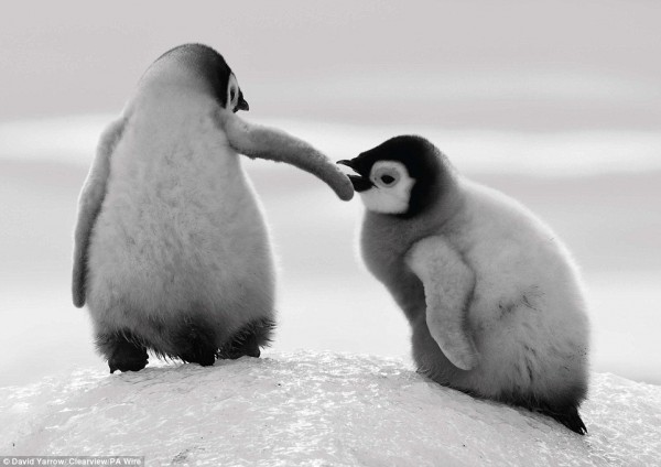 Face to face with animals by David Yarrow