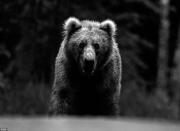 Face to face with animals by David Yarrow