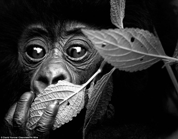 Face to face with animals by David Yarrow