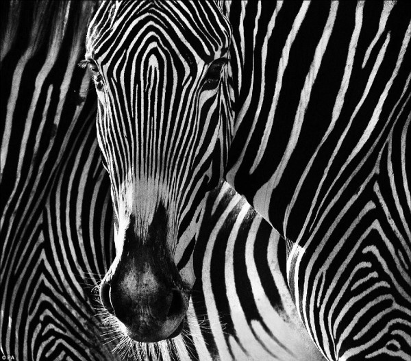 Face to face with animals by David Yarrow