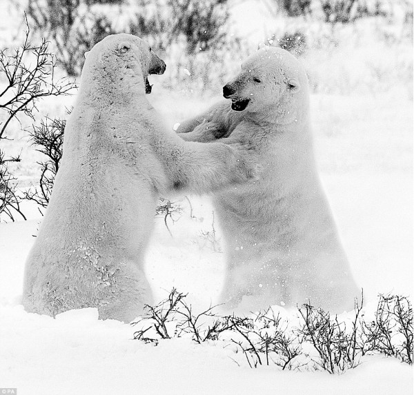 Face to face with animals by David Yarrow