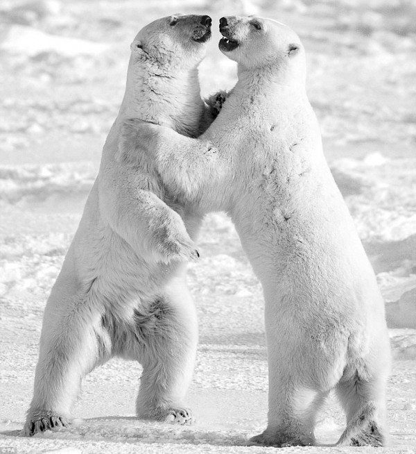 Face to face with animals by David Yarrow