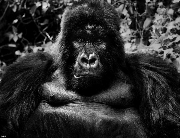 Face to face with animals by David Yarrow