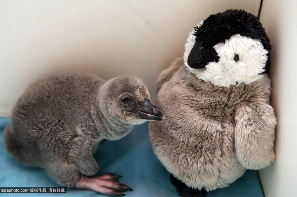 Baby penguin clings to a soft toy as his dad
