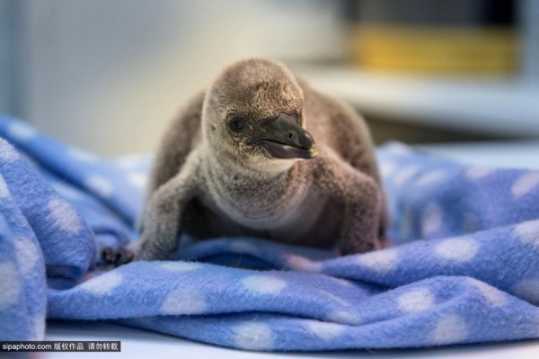 Baby penguin clings to a soft toy as his dad