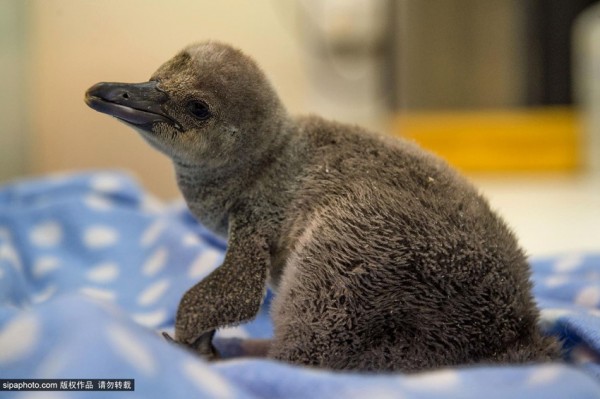 Baby penguin clings to a soft toy as his dad