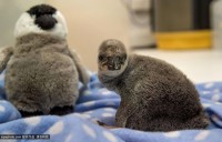 Baby penguin clings to a soft toy as his dad