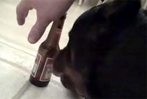 You are currently viewing Dog Is Crazy About Beer – video