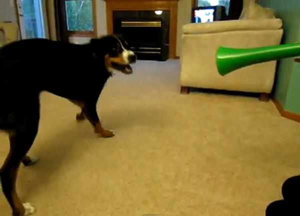 Read more about the article What dogs think about vuvuzelas – videos