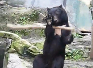 You are currently viewing Kung Fu Bear – video