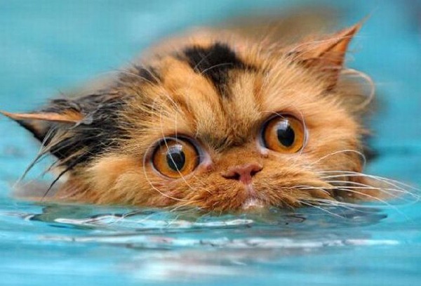 You are currently viewing 40 Funny Wet Cats Photos