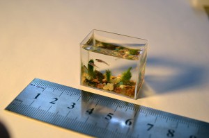 Read more about the article World’s Smallest Aquarium