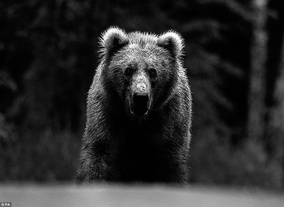 Read more about the article Face to face with animals by David Yarrow